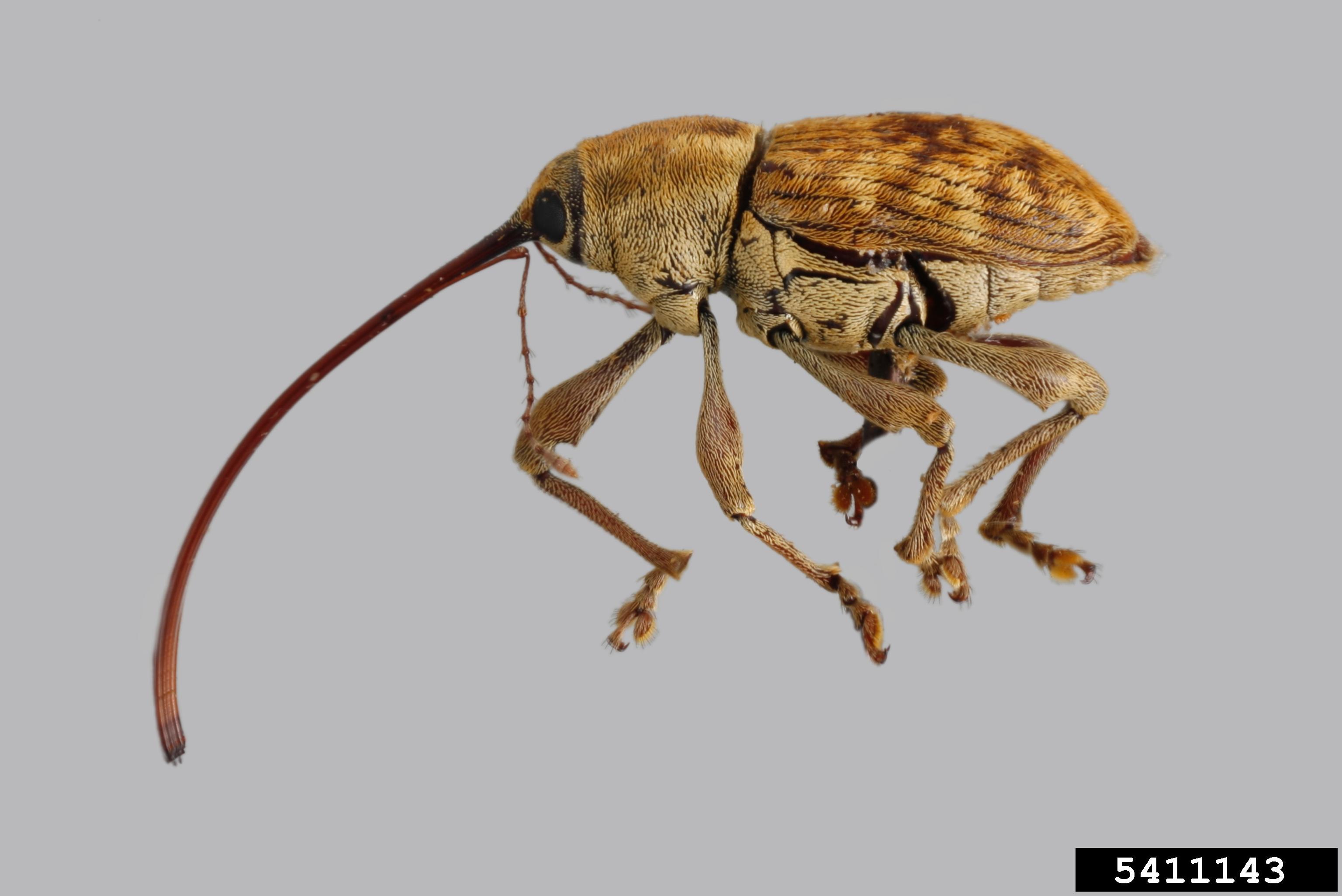 Small chestnut weevil